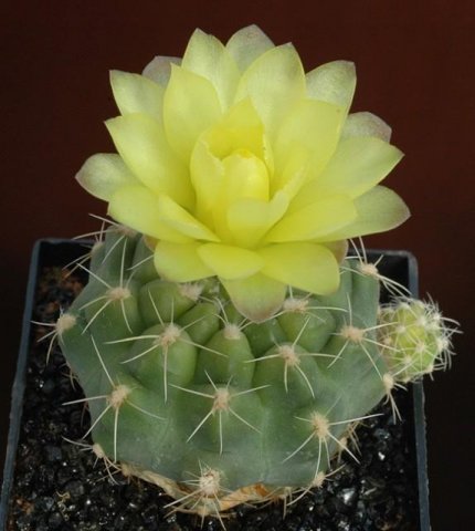 Gymnocalycium_andreae